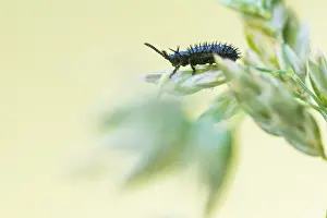 Images Dated 18th May 2020: Hispa atra Print, Male Beetle Image