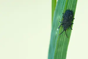 Images Dated 18th May 2020: Hispa atra Print: Male Beetle Image