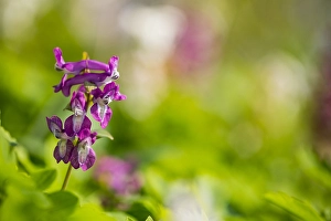 Corydalis Cava Bloom Prints: Hollowroot, Corydalis cava
