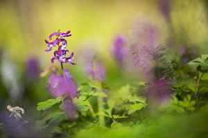 Nature Photography Greenery Prints: Hollowroot, Corydalis cava