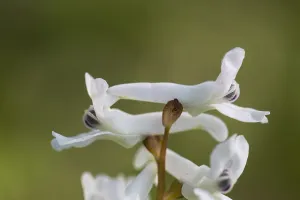 Spring Garden Plants Prints: Hollowroot, Corydalis cava