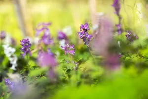 Purple Spring Flowers Prints: Hollowroot, Corydalis cava