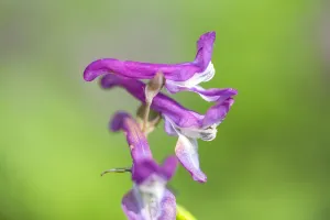 Forest Nature Photography Prints: Hollowroot, Corydalis cava