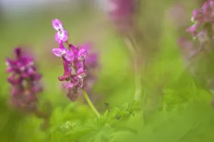 Forest Nature Photography Prints: Hollowroot, Corydalis cava