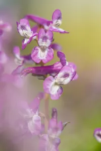 Dutch Garden Flowers Prints: Hollowroot, Corydalis cava