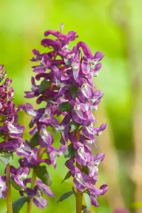 Dutch Garden Flowers Prints: Hollowroot, Corydalis cava
