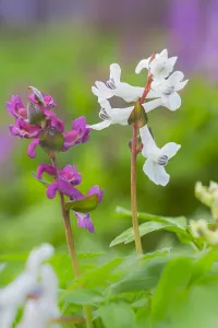 Dutch Flowers Prints: Hollowroot, Corydalis cava