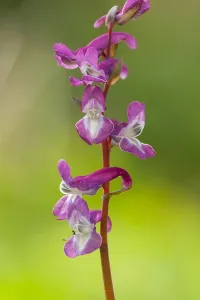 Spring Blooming Plants Europe Prints: Hollowroot, Corydalis cava