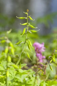 Spring Blooming Plants Europe Prints: Hollowroot, Corydalis cava