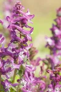 Spring Blooming Plants Europe Prints: Hollowroot, Corydalis cava