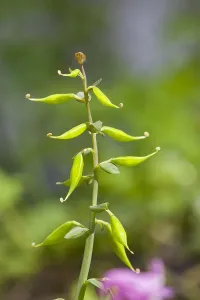 Spring Blooming Plants Europe Prints: Hollowroot, Corydalis cava