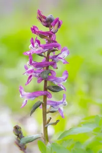 Dutch Flowers Prints: Hollowroot, Corydalis cava