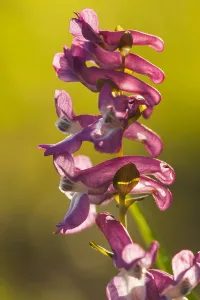 Spring Flowering Plants Europe Prints: Hollowroot, Corydalis cava