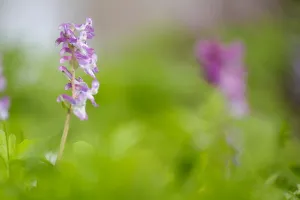 Spring Blooming Plants Europe Prints: Hollowroot, Corydalis cava