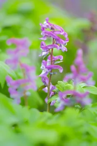 Spring Blooming Plants Europe Prints: Hollowroot, Corydalis cava