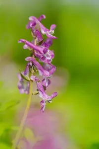 Dutch Flowers Prints: Hollowroot, Corydalis cava
