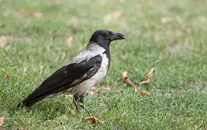 European Natural Environment Photos Prints: Hooded Crow, Corvus cornix