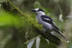 Hook-billed Vanga Print - Perched on Mossy Branch