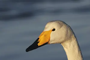 Hokkaido Japan Wildlife Prints: Hooper swan's head