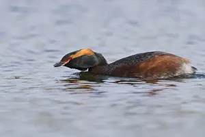 European Bird Prints: Horned Grebe