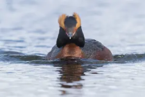 Daytime Wildlife Photos Prints: Horned Grebe