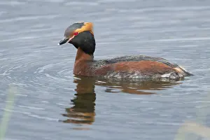 Daytime Bird Photography Prints: Horned Grebe