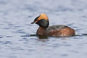Daytime Bird Photography Prints: Horned Grebe