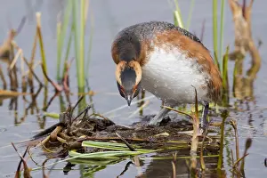 Images Dated 27th May 2017: Horned Grebe Print - Adult Standing on Nest