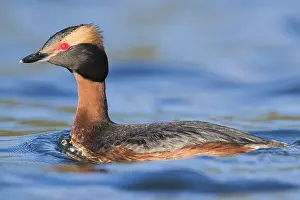 Daytime Wildlife Photos Prints: Horned Grebe