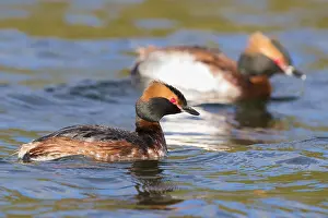 Daytime Bird Photography Prints: Horned Grebe