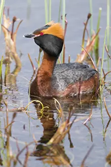 Wildlife Nature Photos Prints: Horned Grebe