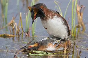 Daytime Bird Photography Prints: Horned Grebe