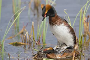 Daytime Bird Photography Prints: Horned Grebe