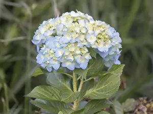 Hortensia Plant Prints: Hortensia (Hydrangea macrophylla)