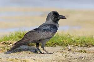 Animal Photography Nature Prints: House Crow
