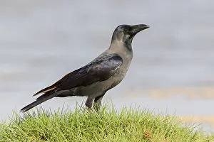 Corvidae Family Birds Prints: House Crow