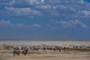 Tanzania National Park Animals Prints: Hundreds of migrating Burchell's Zebra