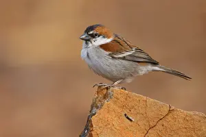African Wildlife Animals Prints: Iago Sparrow
