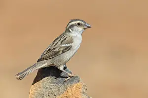 African Wildlife Birds Prints: Iago Sparrow