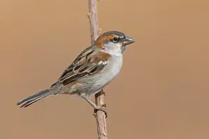 Passeriformes Species Prints: Iago Sparrow