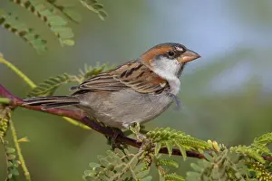 Wildlife In Africa Prints: Iago Sparrow