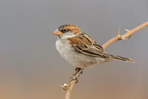 Passeriformes Species Prints: Iago Sparrow
