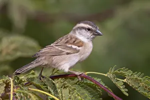 Images Dated 19th March 2015: Iago Sparrow Print, Female, Santiago Island