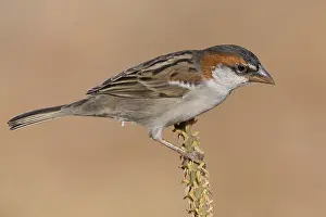 Passeriformes Species Prints: Iago Sparrow