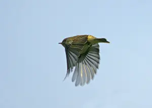 Wildlife In England Prints: Iberian Chiffchaff