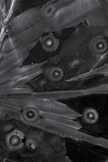 Black And White Winter Landscape Prints: Ice crystals
