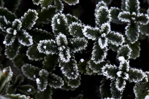 Black And White Winter Scene Prints: Ice crystals on leaf