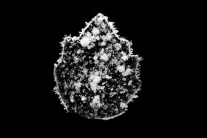 Black And White Winter Scene Prints: Ice crystals on leaf