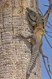 Iguana In Natural Habitat Prints: Iguana spec