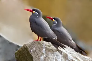 Inca Tern Prints: Inca Tern